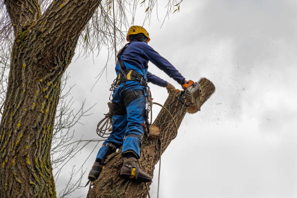 Best Arborist Consultation Services  in Dana Point, CA
