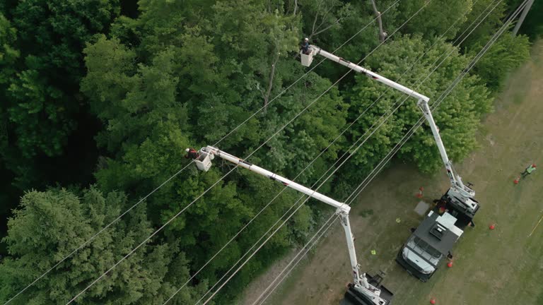 Best Tree Risk Assessment  in Dana Point, CA