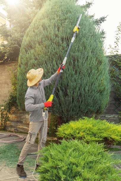 Best Lawn Irrigation Installation and Maintenance  in Dana Point, CA