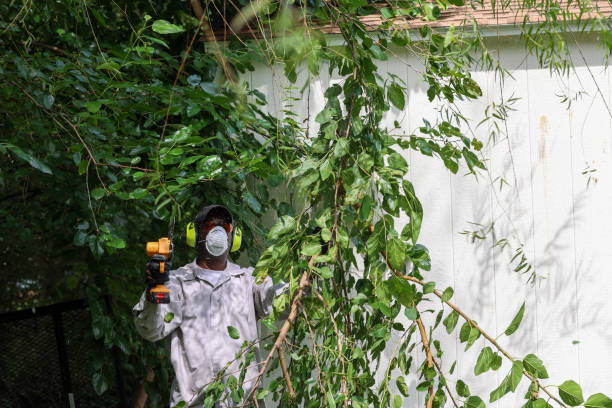 Best Lawn Pest Prevention  in Dana Point, CA